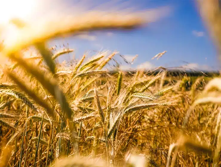 Field of Wheat