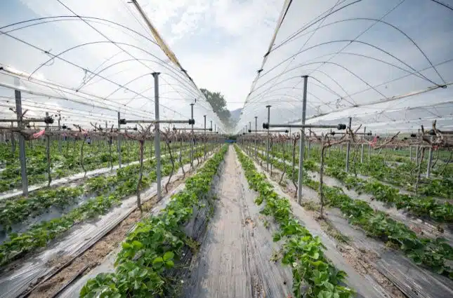 Crops and Orchards
