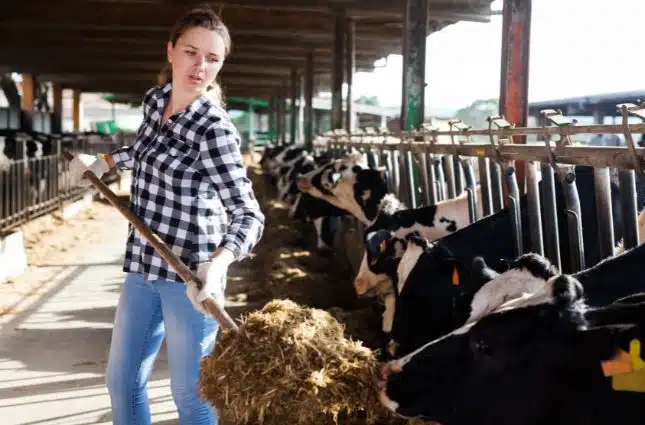 Dairy Farms