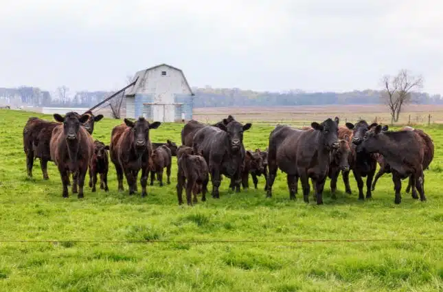 Livestock