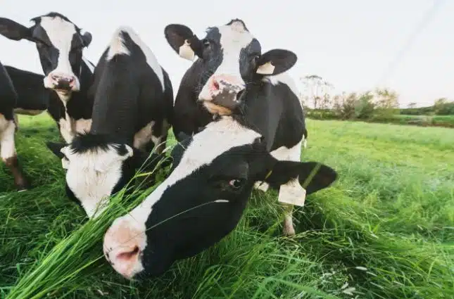 Modern Dairy Management—Safe Sustainable Profitable