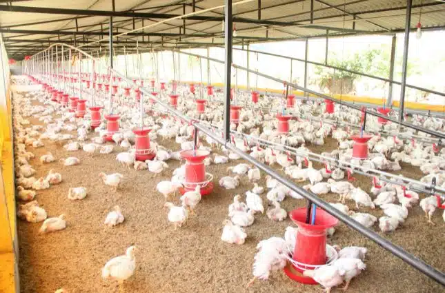 Poultry Demand the Need for Agility