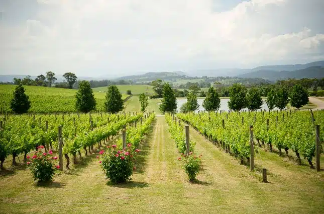 Wineries